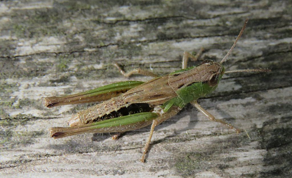  Meadow Grasshopper 